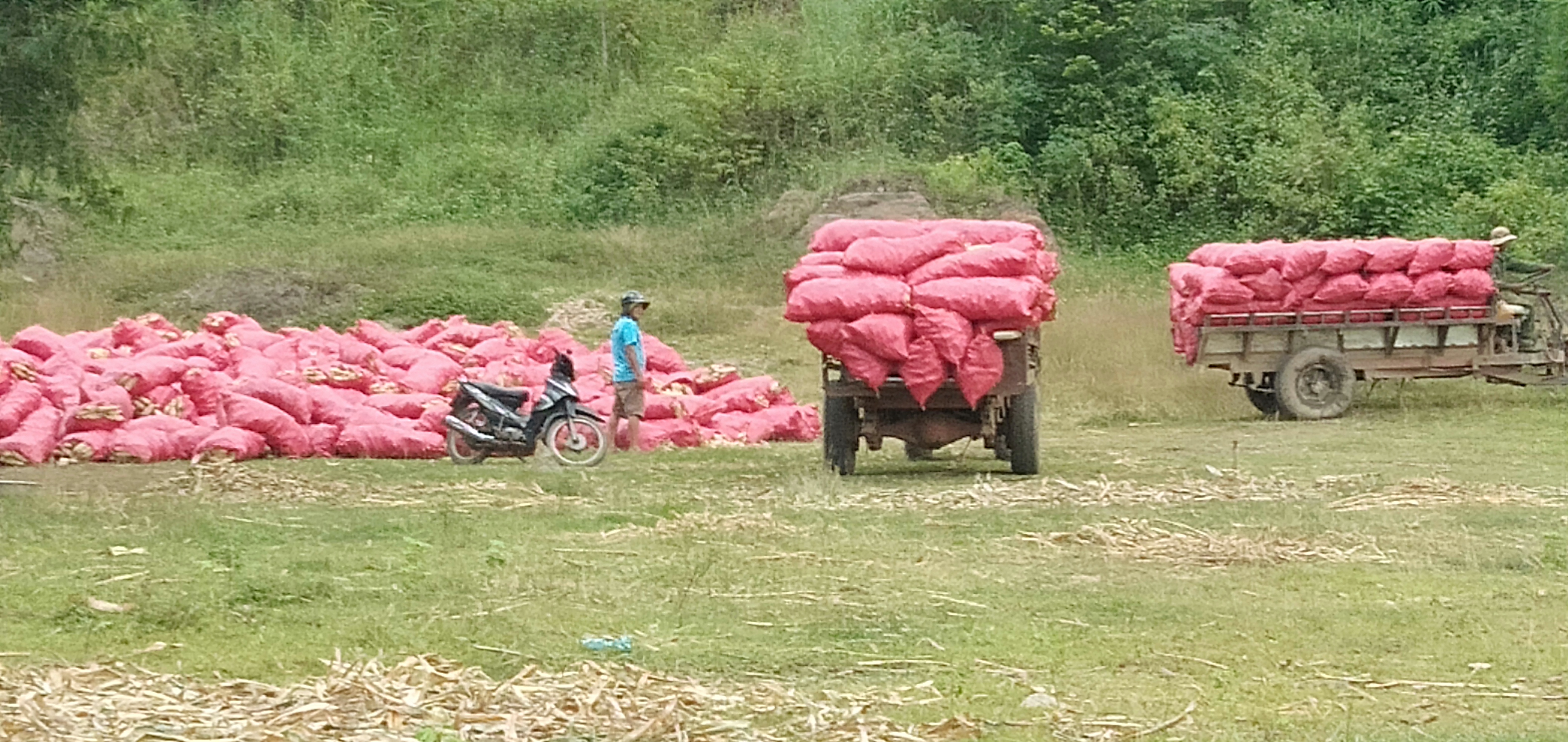 Những mùa vàng bội thu